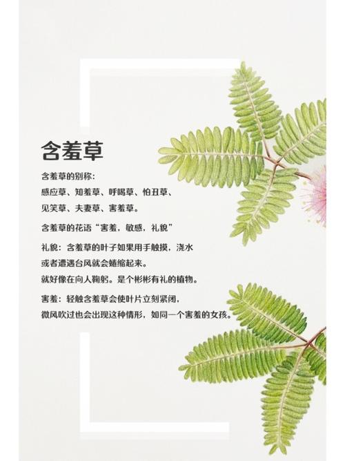 青苹果影院yy6090免费在线观看最新电影电视剧，高清无广告追剧神器